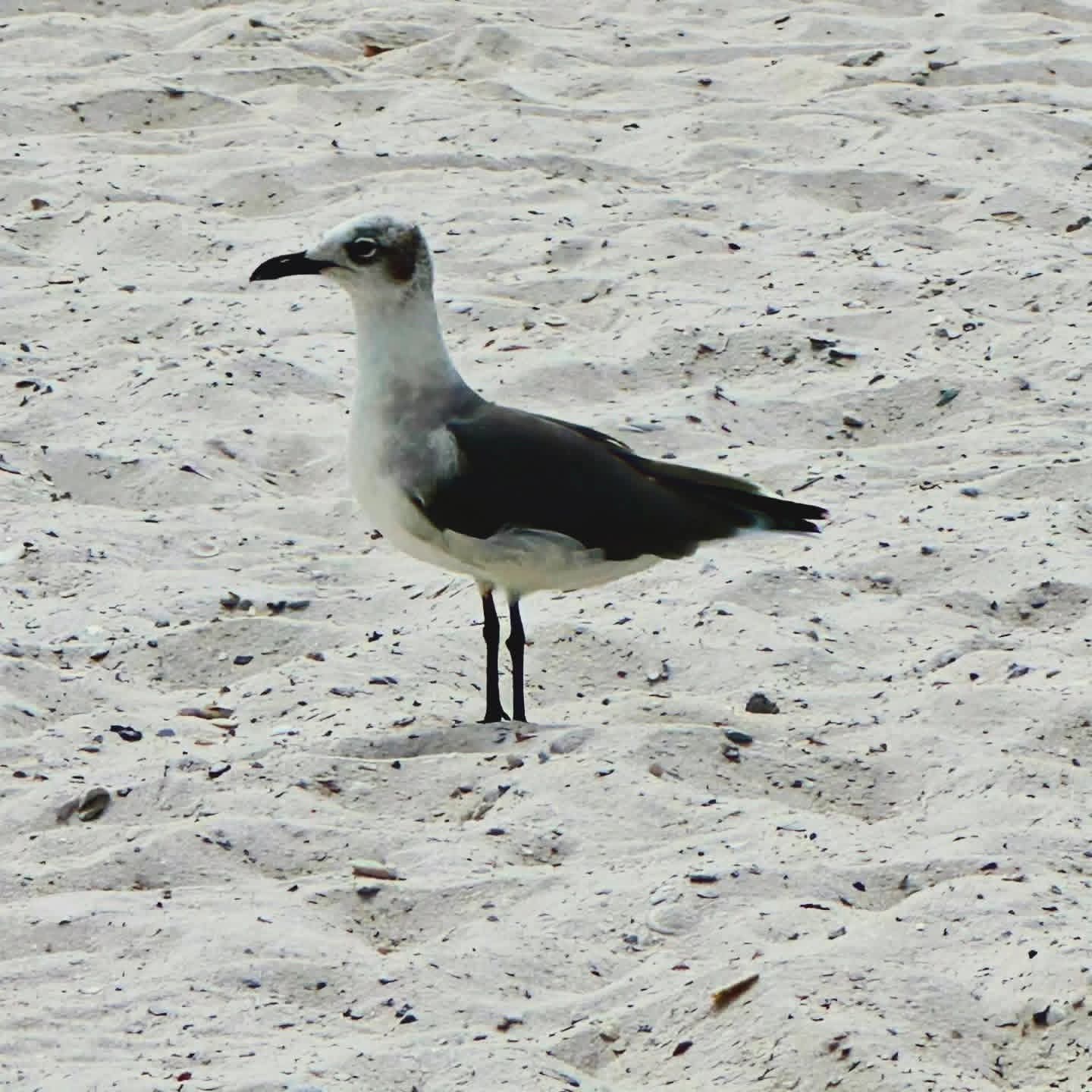 2025-09-22 1241 hours - Laughing Gull on the Beach in Orange Beach
