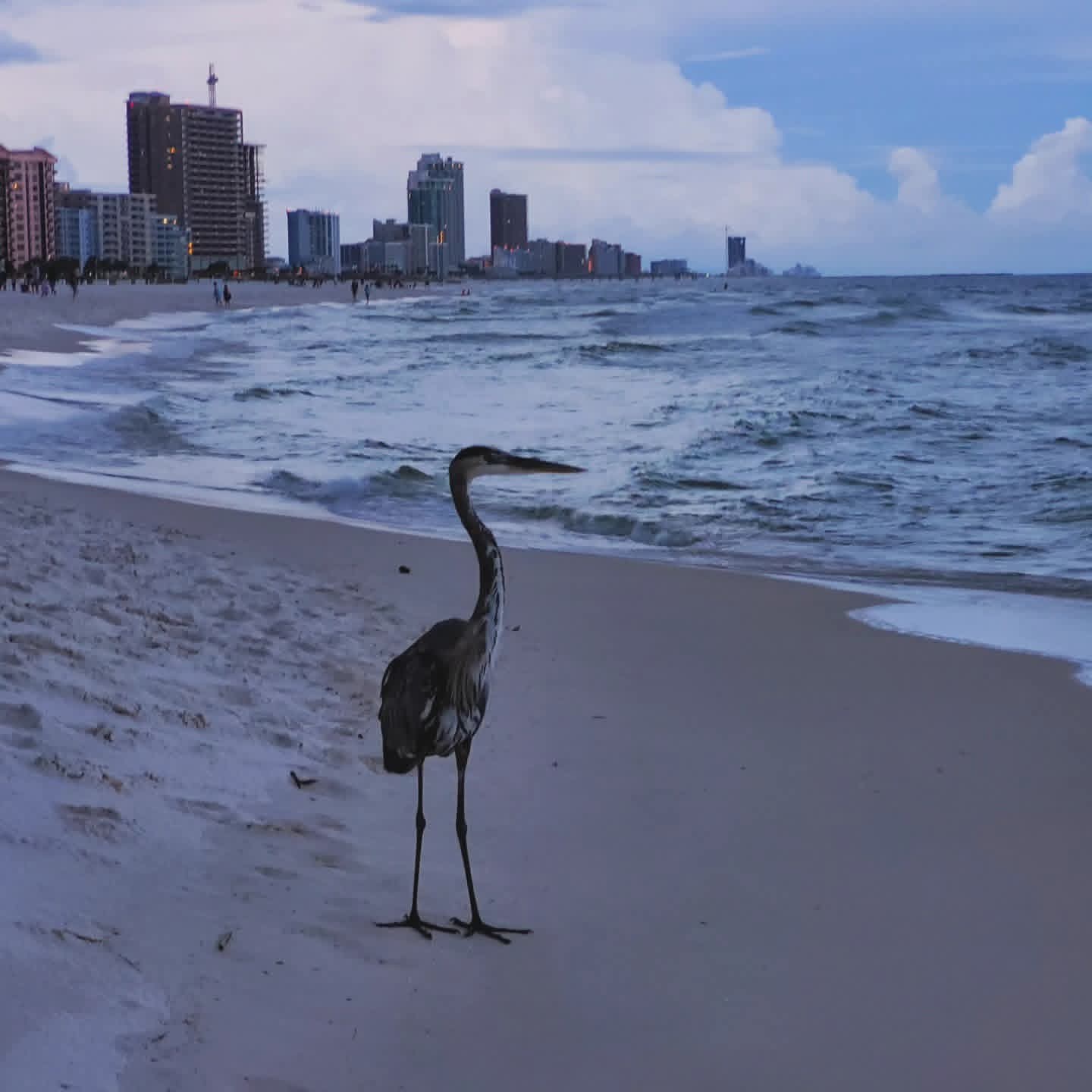 2025-09-25 1842 hours - Great Blue Heron on the Beach in Orange Beach
