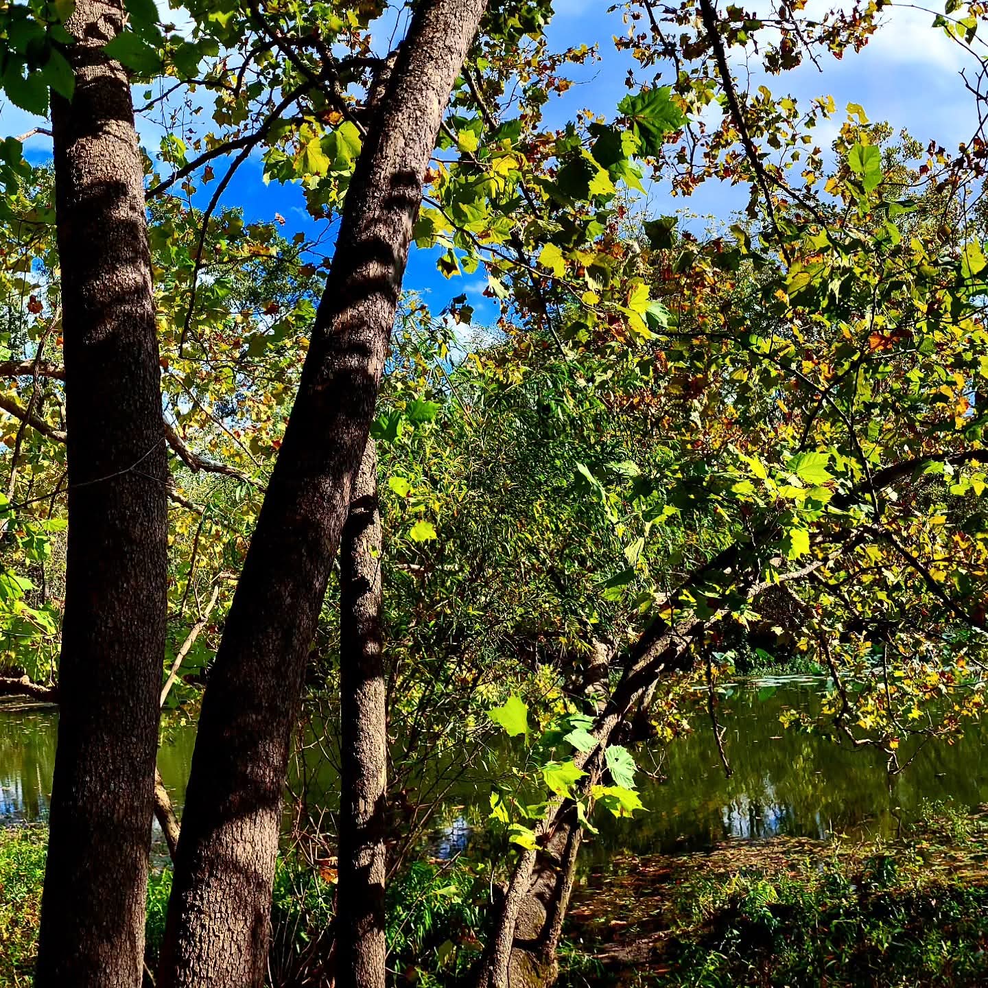 2025-10-06 1541 hours - Low Tree Branch with Yellow Leaves bends over Lake Springfield from Long Trail at Springfield Nature Center