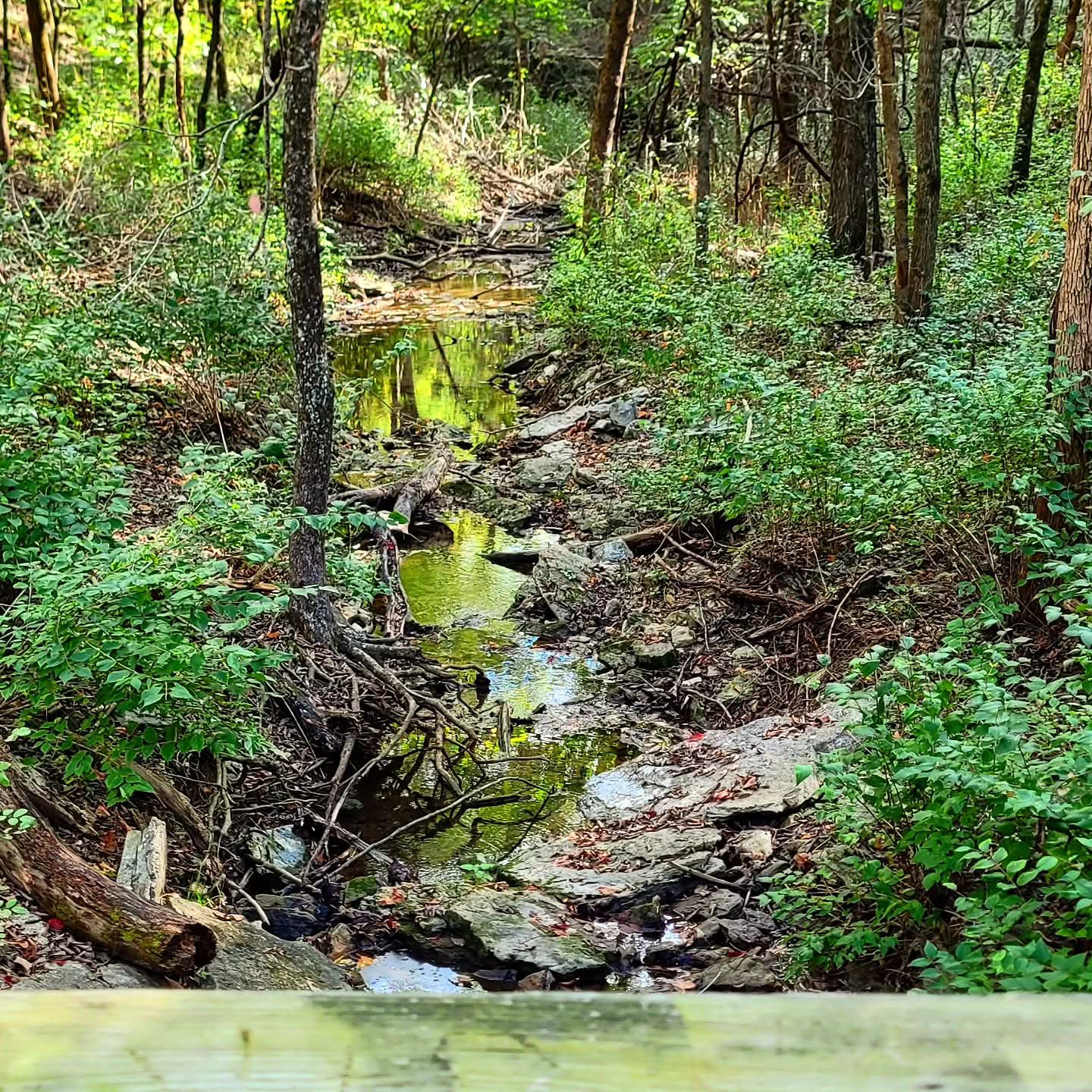 2025-10-06 1546 hours - The Creek below Long Trail at Springfield Nature Center