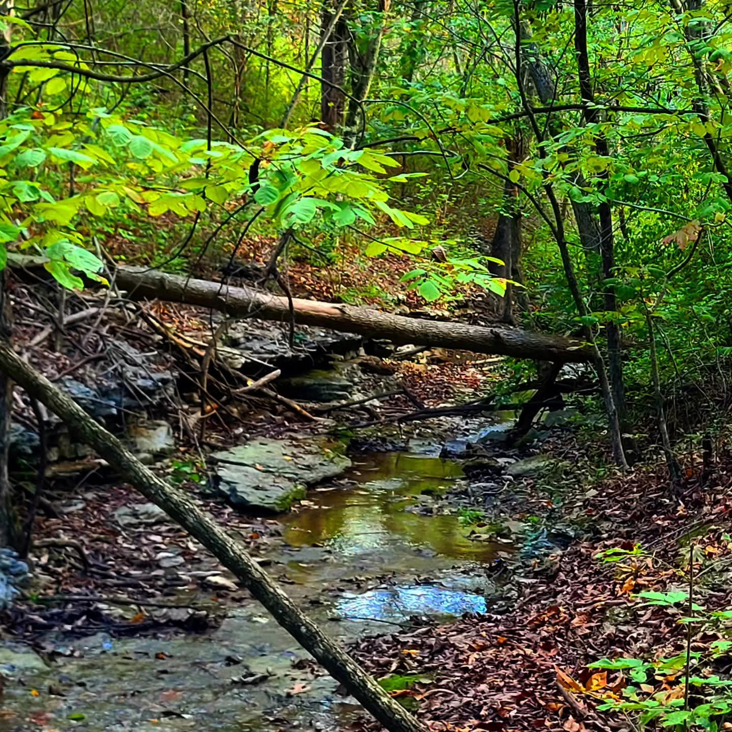 2025-10-06 1551 hours - Dead Tree Branch above the Creek along Long Trail at Springfield Nature Center
