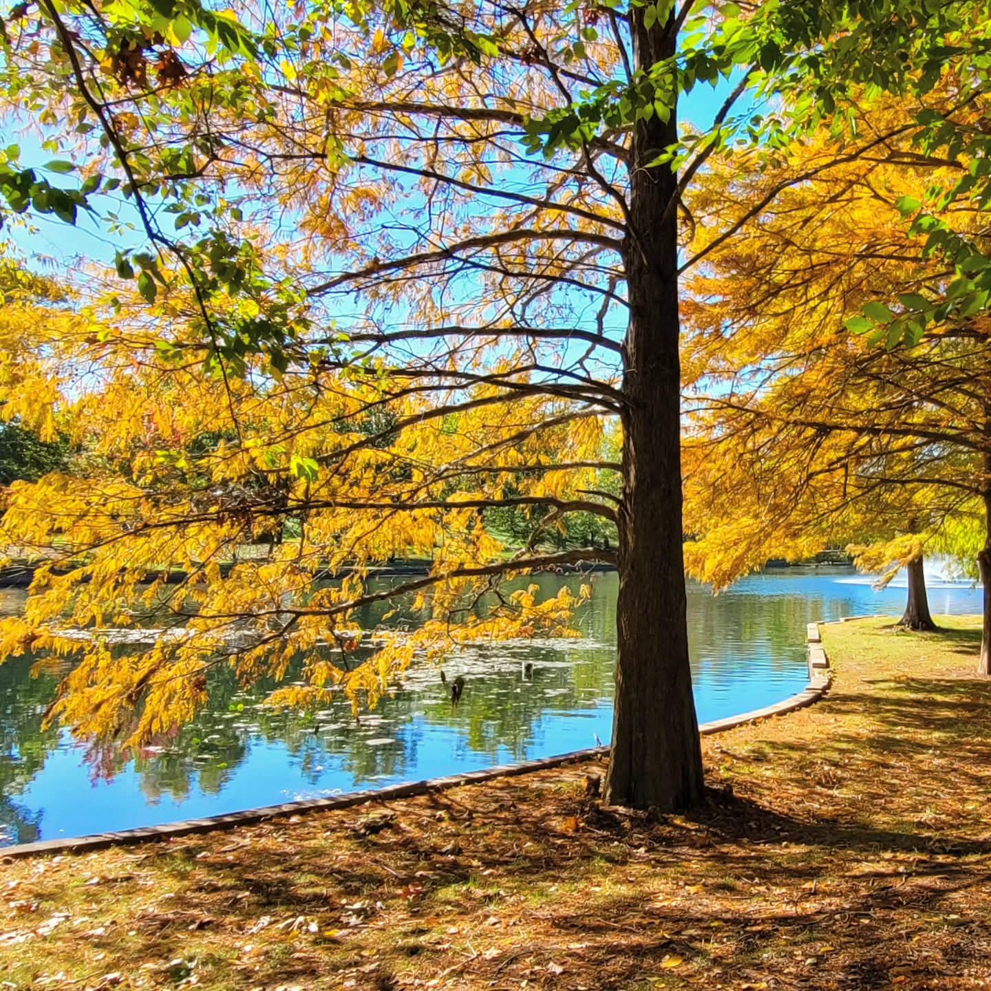 2025-10-31 1243 hours - Yellow-Orange Tree at Schaible Lake Park on Halloween MMXXV