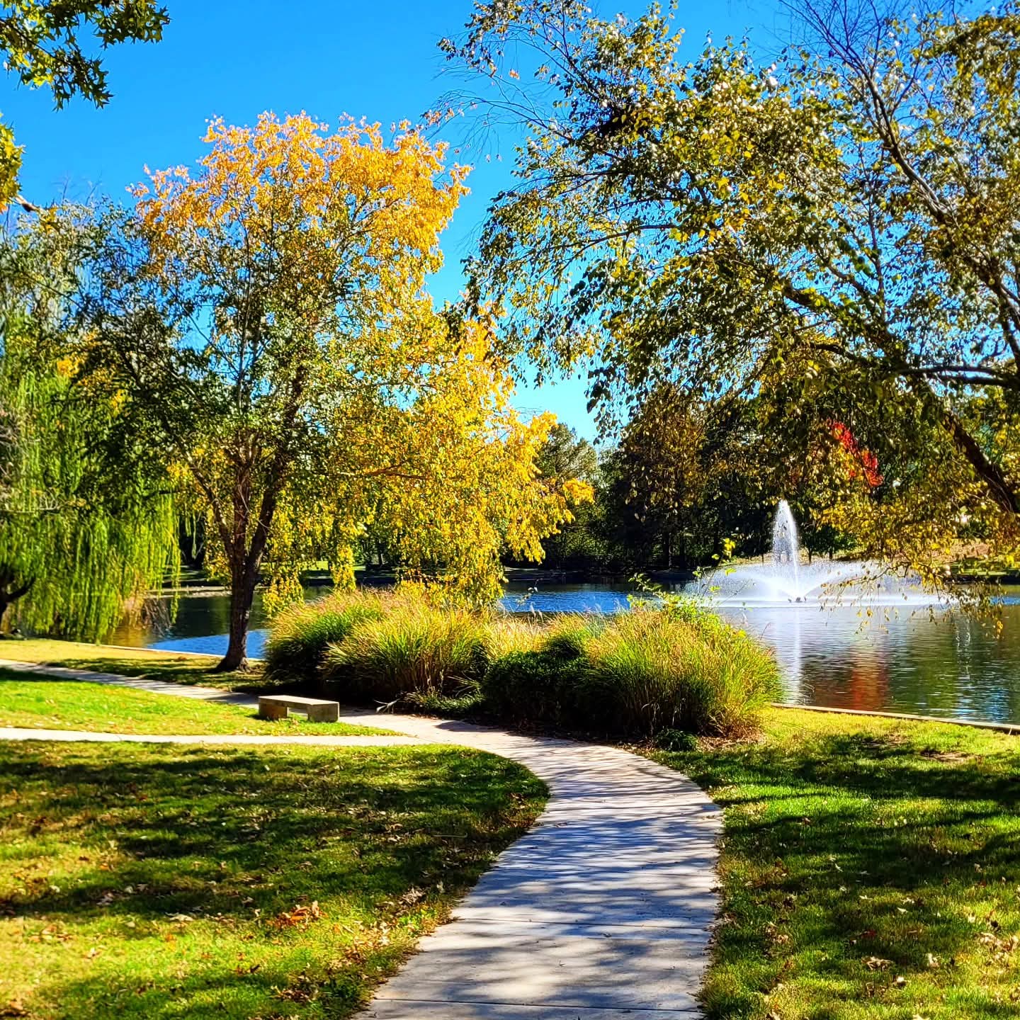 2025-10-31 1257 hours #2 - Yellow-Orange Tree before the Fountain at Schaible Lake Park on Halloween MMXXV