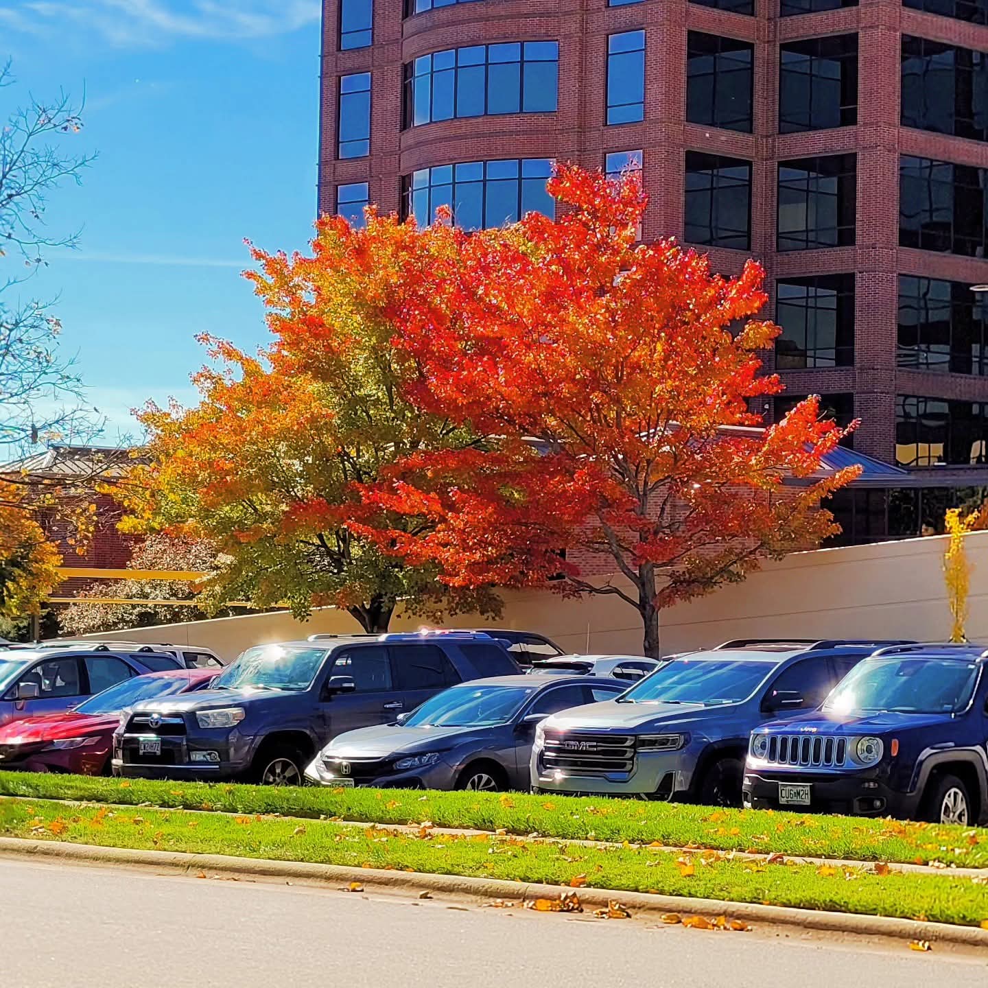 2025-10-31 1339 hours - Orange & Scarlet Trees at Hulston Cancer Center Parking Lot