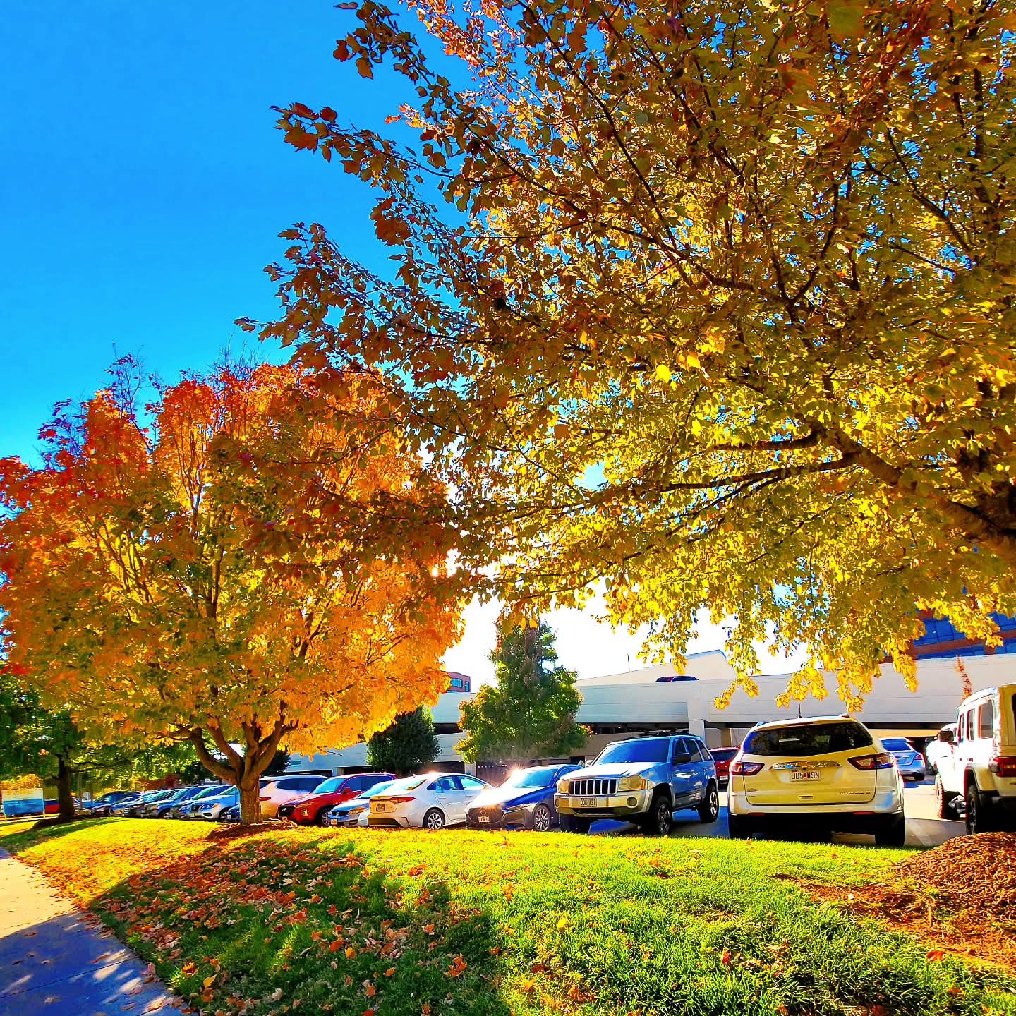 2025-11-03 1452 hours - Yellow-Orange & Yellow Trees along Bradford Parkway across from Schaible Lake Park