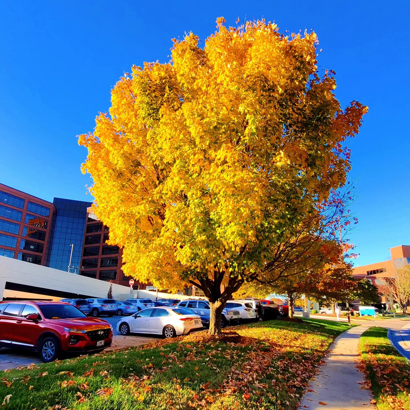 2025-11-03 1548 hours #1 - Yellow-Orange Tree on Bradford Parkway across from Schaible Lake Park