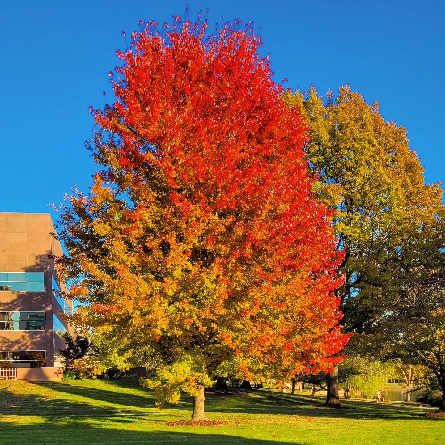 2025-11-03 1548 hours #2 - Red & Yellow-Orange Tree on Bradford Parkway afront Schaible Lake Park